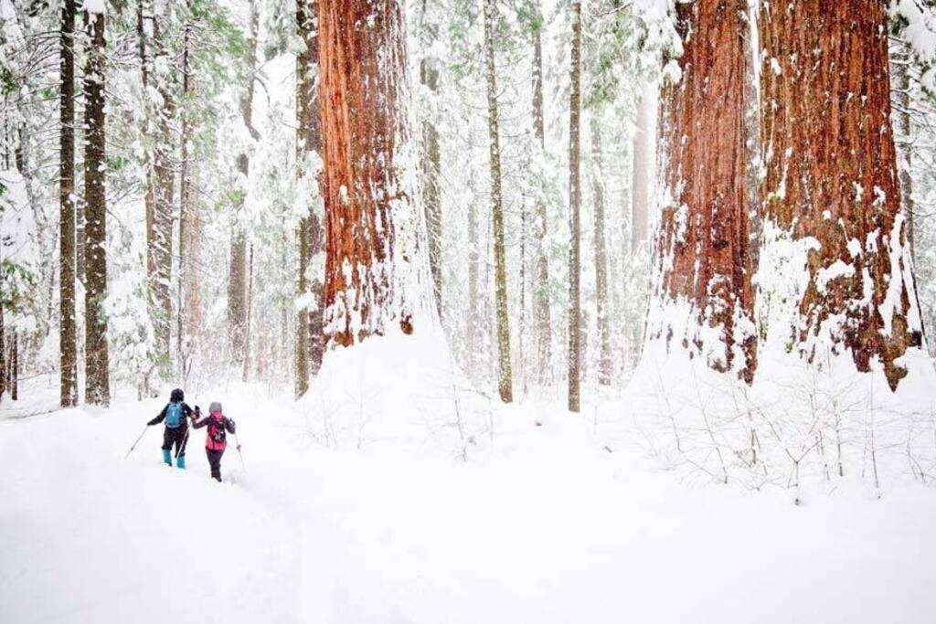 Sequoia Splendor, Inside Kings Canyon Np By Visitors Center Wilsonia Zewnętrze zdjęcie